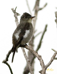 Olive sided Flycatcher 7077